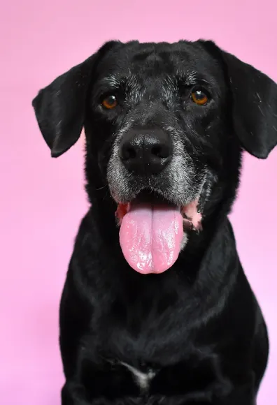 Senior dog smiling in front of pink background